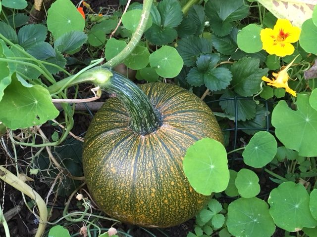 Pumpkin turning orange in raised bed alongside nasturtiums (perched on an upside down hanging basket to protect from the damp soil)