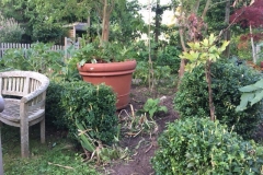 trimmed box hedges and a bit of bare earth a breath of fresh air after heavy covering with high summer border thugs