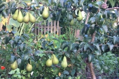 Pears hanging from their maiden branches