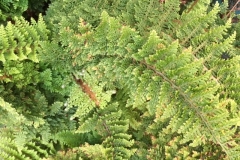Beautiful and delicate very old fern in full growth
